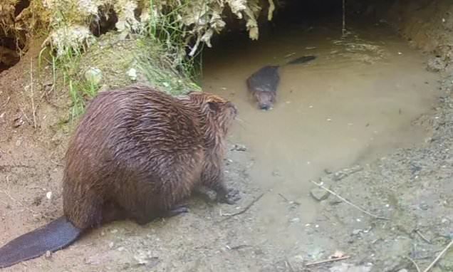 Notorious beaver named Steve McQueen that repeatedly escaped his enclosure in search of love has finally settled down - with Doris
