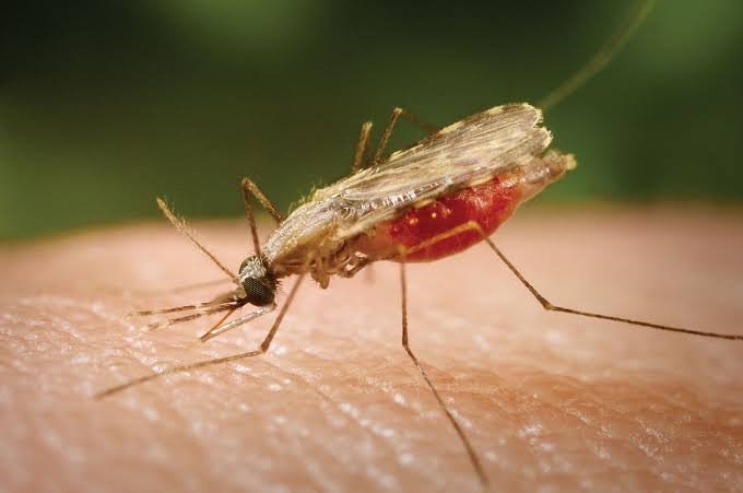 Nigeria turns to local data to improve malaria control